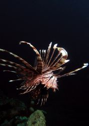 Lionfish shot last year off Ahmed Beach, Bali by Grahame Massicks 